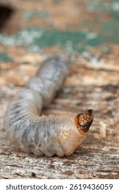 Detailed macro close-up of a white wood-boring beetle larva grub on decaying wood. Shows head and segmented body