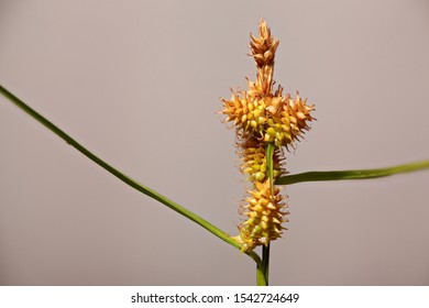 Detailed Macro Of Ears Of Sedge Species (Carex Flava Aggregate).