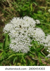 Detailed macro image of a cluster of tiny white flowers showing delicate petals and natural textures. Perfect for botanical, gardening, and environmental themes.