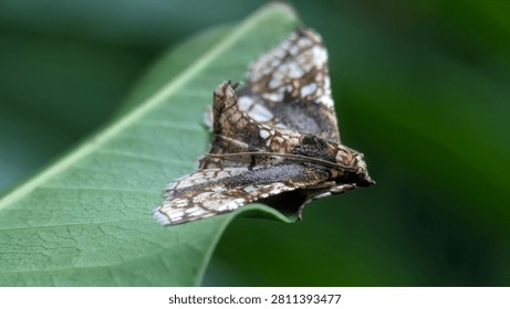 Detailed macro image of a Giant Rustic Sphinx (Manduca rustica) resting with folded wings, revealing the textured scales, robust body, and characteristic appearance of this nocturnal hawk moth.
