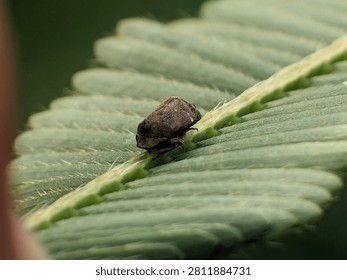 Detailed macro image of a Penthimiini leafhopper resting in its natural habitat, emphasizing its cryptic coloration, folded wings, and the fascinating diversity of sap-feeding insects found in tropical vegetation.