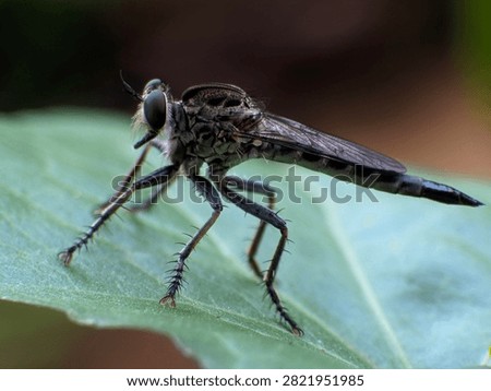 Detailed macro image of a robber fly resting on foliage in its natural habitat. The photograph showcases one of nature's most efficient predatory flies.



