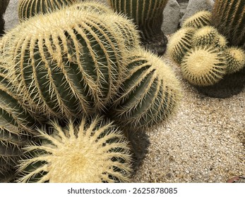 A detailed macro photograph of a golden barrel cactus (Echinocactus grusonii), showing its vivid green ribs and symmetrical sharp spines. 