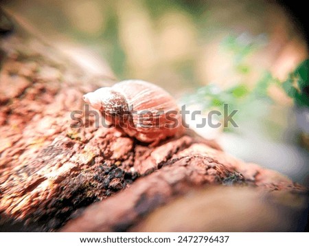 Similar – Foto Bild Muschelchen Strand klein