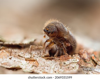 Detailed macro shot of a bark beetle (Ips typographus) sitting on the bark of a spruce tree. - Shutterstock ID 2069331599