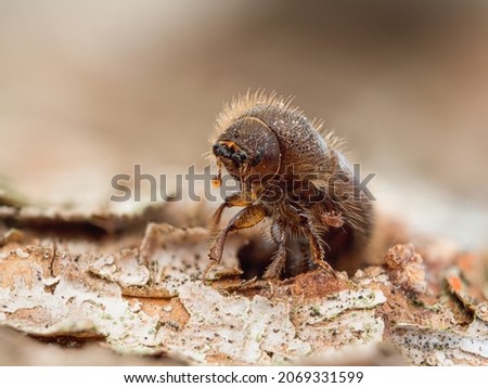 Detailed macro shot of a bark beetle (Ips typographus) sitting on the bark of a spruce tree.