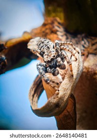A detailed macro shot captures a textured jumping spider (Salticidae) camouflaged on a dried leaf. Its keen eyes and intricate patterns are highlighted against a soft, blurred background.