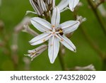 A detailed macro shot captures a tiny insect with orange and black markings resting on the center of a white Asphodel flower, showcasing intricate petal details and a soft green background