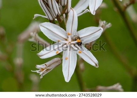 A detailed macro shot captures a tiny insect with orange and black markings resting on the center of a white Asphodel flower, showcasing intricate petal details and a soft green background