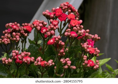 A detailed macro shot capturing clusters of small pink and red kalanchoe flower buds covered in fresh morning dew or raindrops, with a soft-focus background