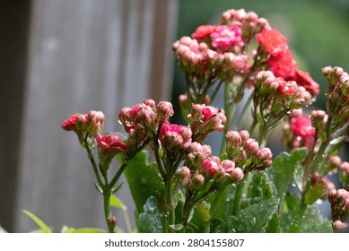 A detailed macro shot capturing clusters of small pink and red kalanchoe flower buds covered in fresh morning dew or raindrops, with a soft-focus background