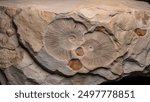 Detailed macro shot of fossil imprints on a weathered limestone rock, capturing the texture and timeless essence of Earth