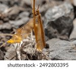 A detailed macro shot of a lacewing resting on a twig, captured on 23 July 2024. The image highlights the intricate wing patterns and the natural rocky habitat."