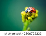 A detailed macro shot of a ladybug (Coccinella septempunctata) on a yellow plant. The background is a soft, blurred green, highlighting the vibrant colors of the ladybug and plant.