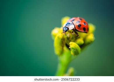 A detailed macro shot of a ladybug (Coccinella septempunctata) on a yellow plant. The background is a soft, blurred green, highlighting the vibrant colors of the ladybug and plant.