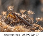  A detailed macro shot of a praying mantis perched beside a vibrant yellow flower, with a softly blurred background that highlights the insect’s form and texture.
