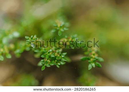 Detailed macro shot of tiny green weed leaves growing densely on soil with a soft blurred background in natural light.