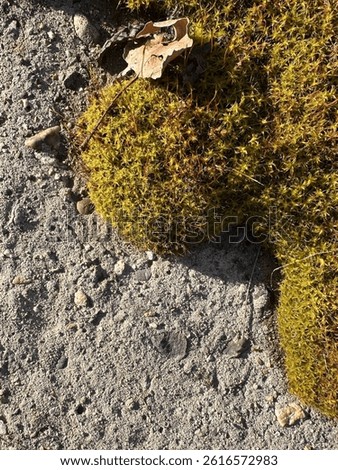 Detailed macro shot of vivid moss spreading across arid, sandy ground with stones and dry leaves. A visual contrast of textures and colors in nature