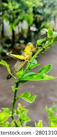 A detailed macro side view of a large yellow grasshopper climbing up a green leafy branch of a lime tree in the garden.