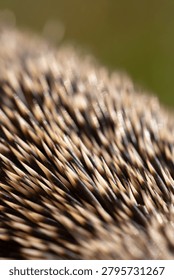 Detailed macro texture of sharp hedgehog spines.