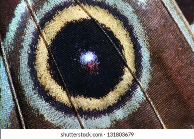 Detailed Macro Of Tropical Butterfly Wing