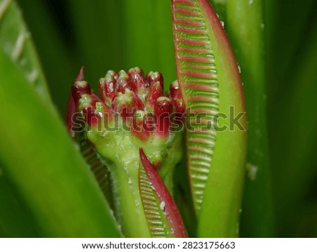 Detailed macro view of a developing green floral bud (Angiosperm, Kingdom Plantae) preparing to open.