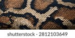 Detailed macro view of a python snake