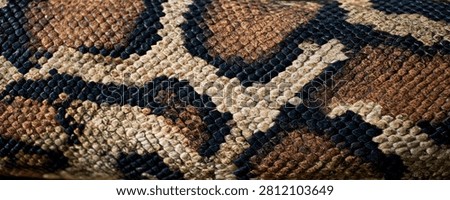 Detailed macro view of a python snake's skin, showcasing the complex geometric patterns and textures of its scales.