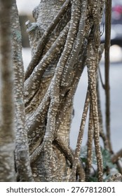 A detailed, macro-style close-up capturing the complex, braided texture of grey and brown woody vines wrapping tightly around a textured tree trunk. The natural, organic patterns and rough surfaces dominate the frame, with a softly blurred background suggesting an outdoor environment.