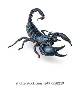 A detailed and menacing black scorpion with prominent claws and a segmented tail, isolated on a pure white background