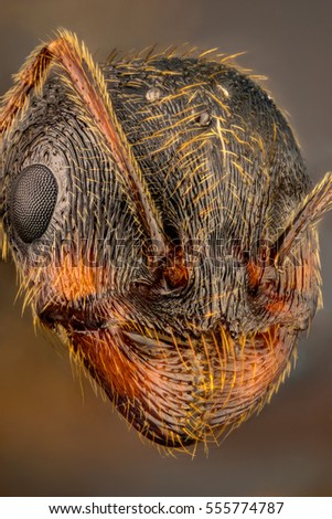 detailed microscopic view queen ant face stock photo edit now