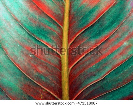 Similar – Foto Bild bunt gestreift Canna Blatt