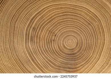 Detailed photo of annual tree rings on a maple tree. Pattern in nature - Powered by Shutterstock