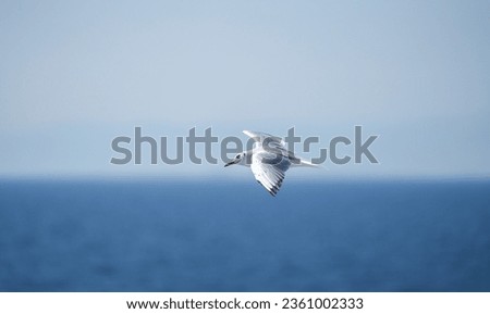 detailed photo of a beautiful seagull in flight. photo during the day.