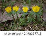 Detailed photo of bright Eranthis hyemalis winter aconite