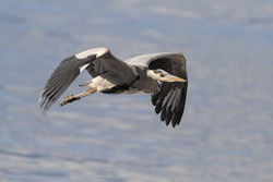 Detailed Photo Of A Great Heron Flying Over River Douro In The North Of Portugal 