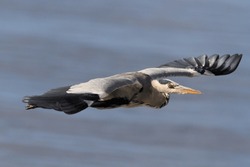 Detailed Photo Of A Great Heron Flying Over River Douro In The North Of Portugal