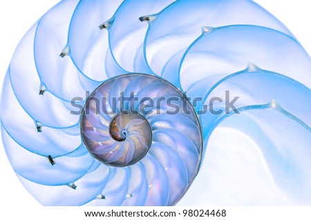 Detailed photo of a halved backlit blue shell of a chambered nautilus (Nautilus pompilius)