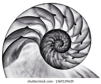 Detailed photo of a halved backlit  shell of a chambered nautilus (Nautilus pompilius) isolated on white. Contrasty black and white