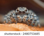 Detailed photo of a jumping spider on orange surface, showing camouflage and sharp features