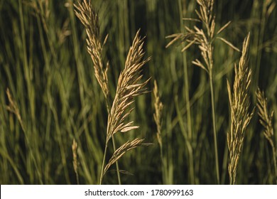 A Detailed Photo Of Kansas Field 