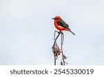 Detailed Photo of a Rufous Flycatcher (Pyrocephalus rubinus) Perching on a Tree Branch, unique bird, cute bird, bird on tree, perching bird