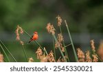 Detailed Photo of a Rufous Flycatcher (Pyrocephalus rubinus) Perching on a Tree Branch, unique bird, cute bird, bird on tree, perching bird