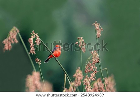 Detailed Photo of a Rufous Flycatcher (Pyrocephalus rubinus) Perching on a Tree Branch, unique bird, cute bird, bird on tree, perching bird