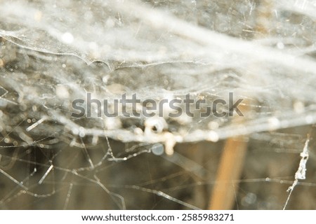 Similar – Image, Stock Photo shiny spider web with water droplets