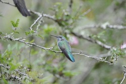 Detailed Photo Of White-vented Violetear Hummingbird (Colibri Serrirostris) Perched On A Tree Branch