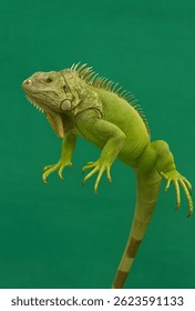Una fotografía detallada de una iguana verde en el exuberante fondo verde. La Imagen captura las características únicas del lagarto, incluyendo sus garras afiladas, la textura áspera de la piel y los ojos observantes.