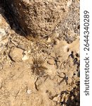 A detailed photograph of a shallow tidepool revealing a small marine creature (possibly a juvenile lionfish or sea urchin) surrounded by textured rocks, seashells, and underwater flora. The image capt