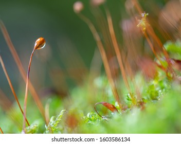 Detailed Photograph Of A Small Sporangium