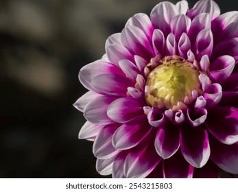 Detailed photograph of a vibrant purple dahlia bloom showcasing its intricate petal structure and radiant colors, beautifully illuminated by sunlight. Perfect for floral, nature, and botanical themes. - Powered by Shutterstock